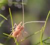 184755 – Photo : Liliane Delattre – France (30)